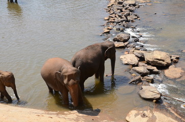 elephants Orphanage Sri Lanka 