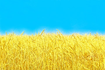 Yellow ears of wheat and blue sky suitable as main essence of Ukrainian flag.