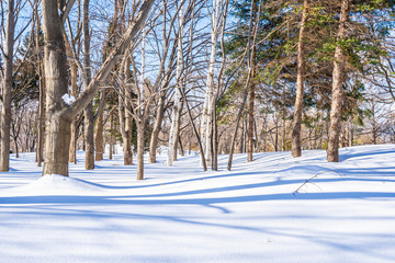 Beautiful landscape with tree in snow winter season