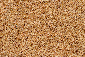 Whole wheat seeds and berries close up  texture or background