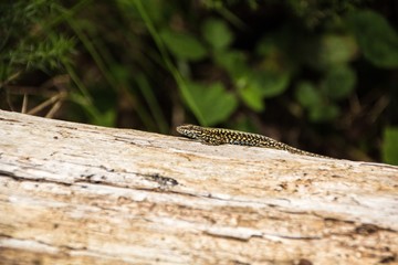 Green spotted forest lizard sitting on a tree and looking at the camera. Common Wall Lizard (Podarcis muralis).