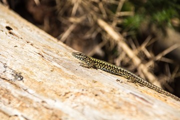 Green spotted forest lizard sitting on a tree and looking at the camera. Common Wall Lizard (Podarcis muralis).