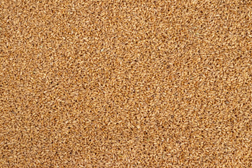 Whole wheat seeds and berries close up  texture or background