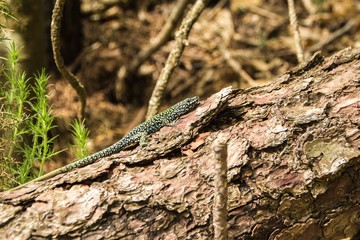 Green spotted forest lizard sitting on a tree and looking at the camera. Common Wall Lizard (Podarcis muralis).