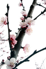 Branch of decorative cherry with pink flowers.