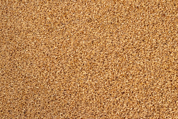 Whole wheat seeds and berries close up  texture or background