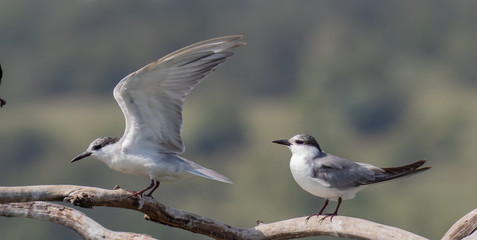Two whiskered terns, Chlidonias hybrida on a branch