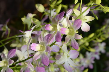 flowers in the garden