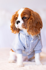 Süßer Jack Russel Welpe mit Hoodie 