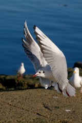 mouette atterrissage