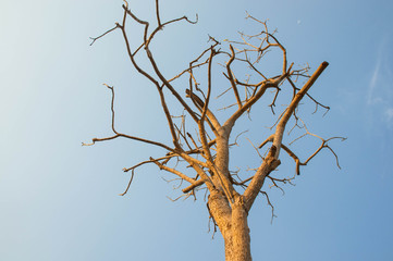 A black die tree has a lot of branch in blue sky background