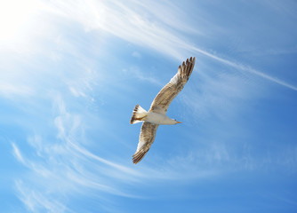 Seagull fly over Lim fjord, Croatia
