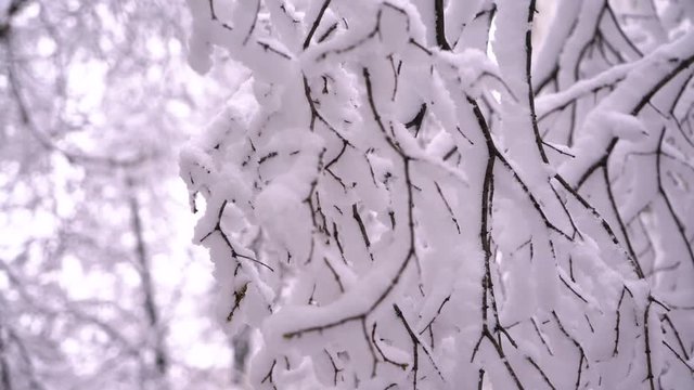 snow falling on leafless tree branches in slow motion. winter christmas season background