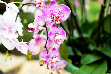 Beautiful colorful exotic orchid flowers