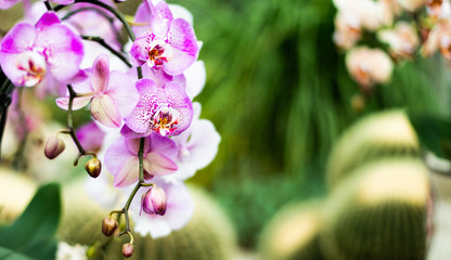 Obraz premium Beautiful colorful exotic orchid flowers