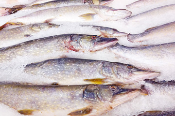 Different kinds of fresh raw fish for sale on white ice background in seafood market stall