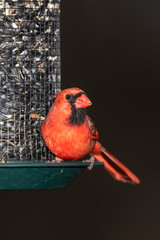 Male Northern Cardinal on seed feeder.