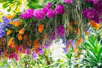 Beautiful colorful flower arangement made of orchid flowers