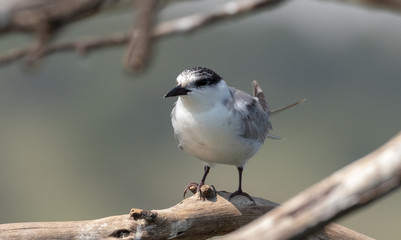 Portrait of an whiskered tern, chlidonias hybrida