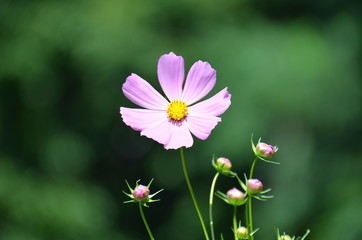 単焦点コスモス
