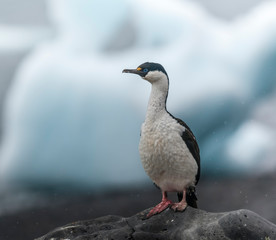 Imperial Cormorant, breeding colony, Paulet Island, Antarica