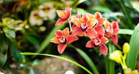 Beautiful colorful exotic orchid flowers
