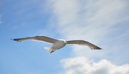 Seagull fly over Lim fjord, Croatia