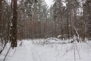 Winter forest (pine) in the snow Russia. Winter landscape