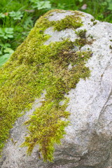 Moss growing on the stone