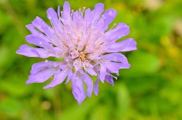 紫の花びらの集合体