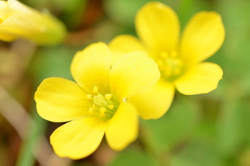 小さく黄色い花