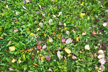Fallen leaves on green grass