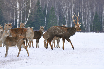 Fototapeta premium Deer in winter forest