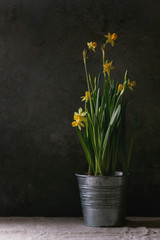 Narcissus daffodils flowers in metal pot standing on table with linen tablecloth. Dark still life....