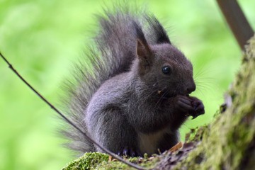 Naklejka na ściany i meble Squirrel Gray tree forest summer