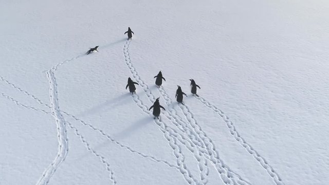 Funny Gentoo Penguin Polar Snow Walk Aerial View. Wildlife Habitat Group Travel Antarctica Surface. Drone Top Down Arctic Winter Nature Scenery Overview Footage Shot Full HD1080p. 1920x1080