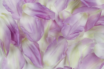 Fototapeta premium The soft spring background with purple tulip petals.