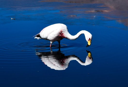 Flamant Rose en plein reflet dans l'eau d'un lac de Bolivie
