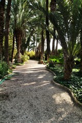 Green vegetation in a botanical garden in Elche