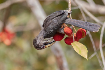 Malabar grey hornbill