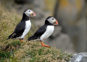 The Atlantic puffin, also known as the common puffin