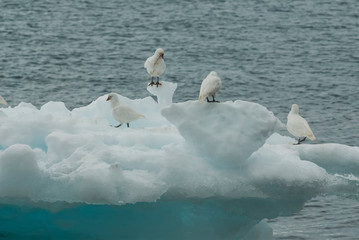 Snowy Sheathbill , Chionis Alba on ice, Paulet Island, Antartica