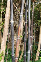 Phyllostachys Nigra forest in the garden
