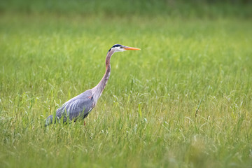 Great Blue Heron hunting in long green grass wet land