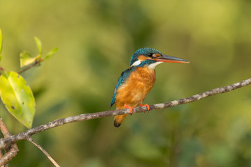 Common Kingfisher