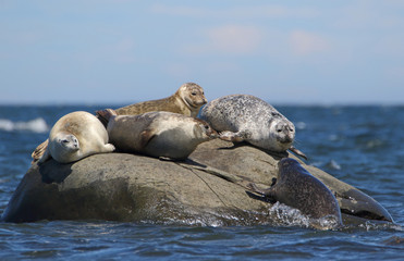 Fototapeta premium Four big Grey Seals on small rock island in blue sea water and a smaller one trying to join in