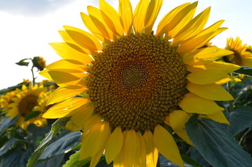 クローズアップヒマワリ