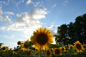 逆光とヒマワリ
