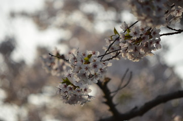 朝焼けの桜