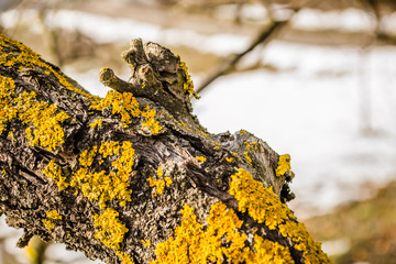 Lichens on the bark of branches apple tree